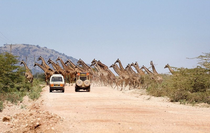 Сафари было приостановлено 30 жирафами 