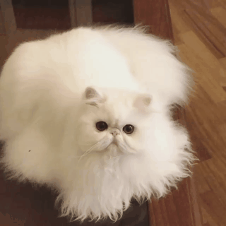 Безупречная белизна