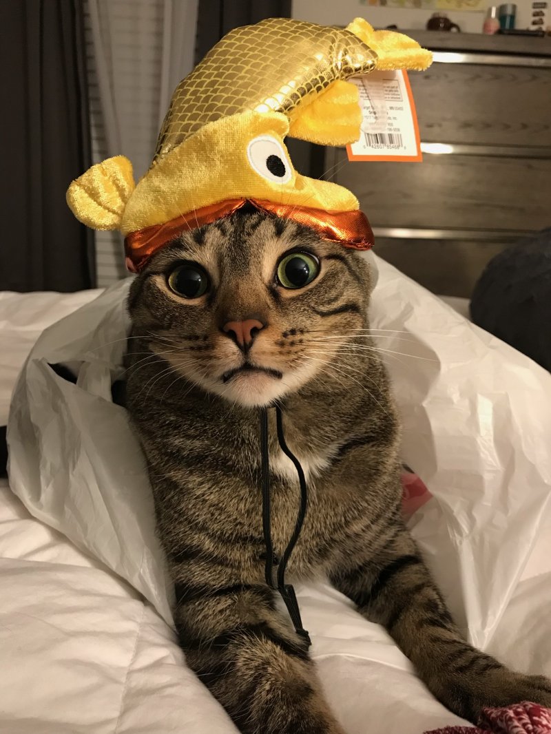 Хозяин подарил шапку на Хэллоуин 