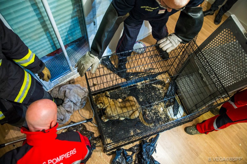 В парижской квартире нашли брошенного голодного львенка