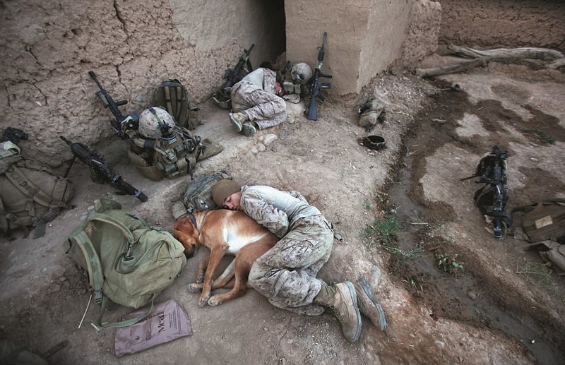 Спящие солдат и пес