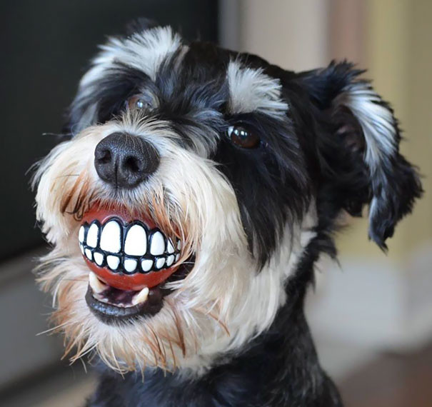 Мячик - подарок собачьего стоматолога