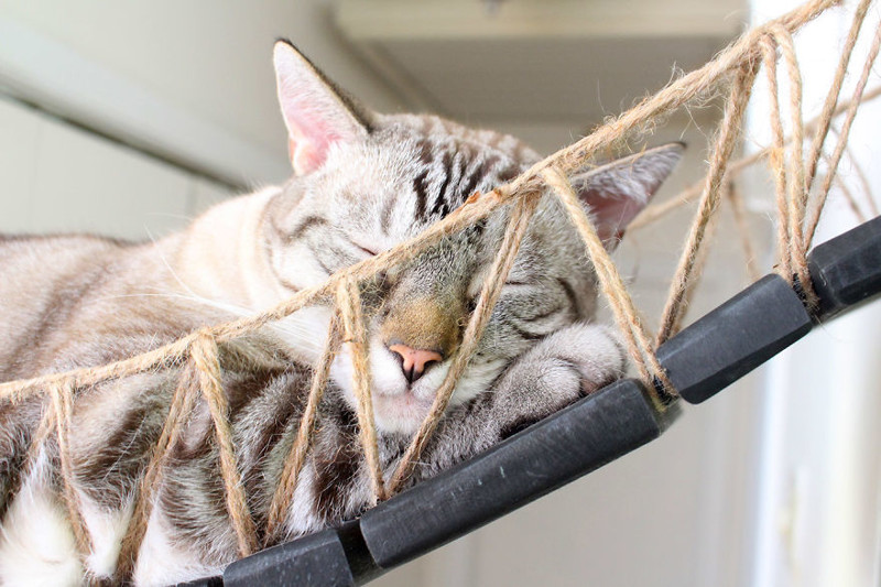 Любящие хозяева смастерили мост для кота в стиле Индианы Джонса