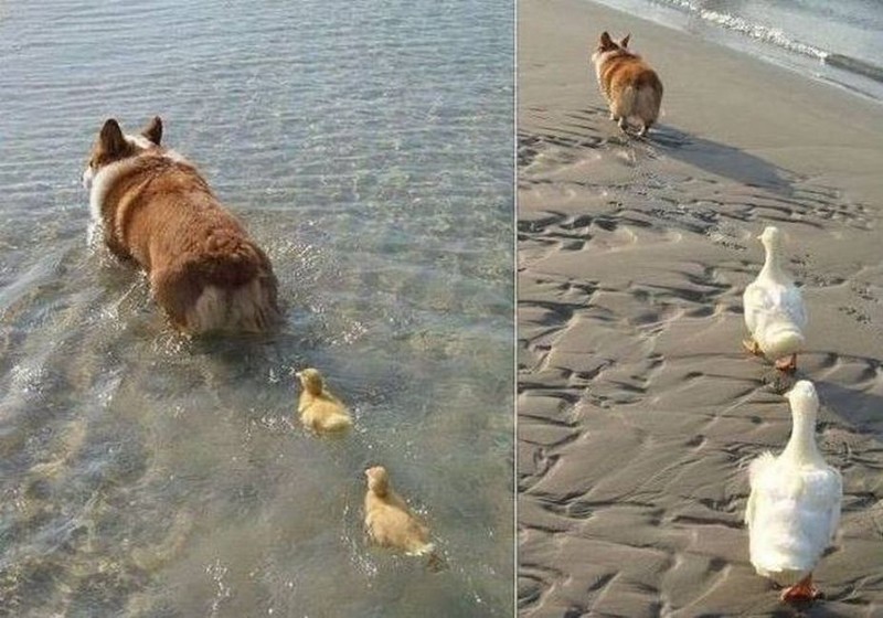 Не грустные картинки