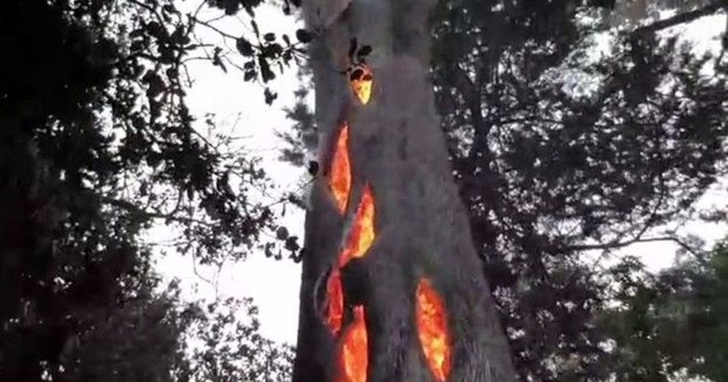 Мужчина нашёл треснувшее дерево, сгорающее изнутри