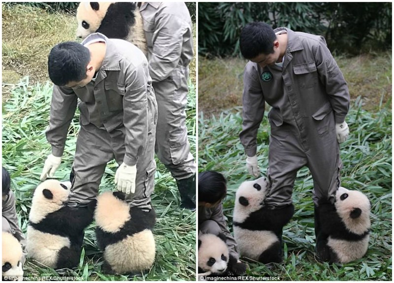 Эти 36 детенышей панды сломают ваш мимиметр!