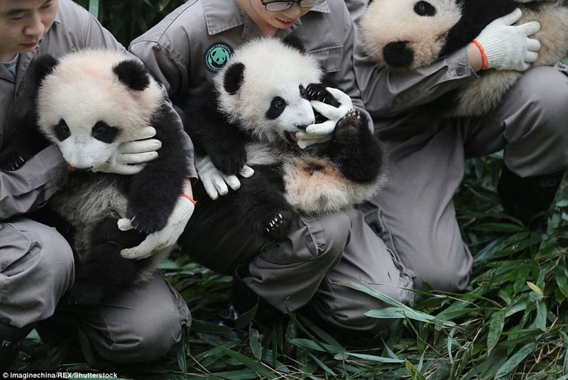 Эти 36 детенышей панды сломают ваш мимиметр!