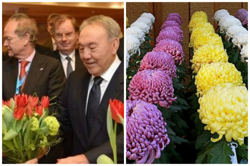Хризантемы - сорт «Президент Назарбаев», выведенные японскими селекционерами и тюльпаны из Голландии в честь Нурсултана Назарбаева