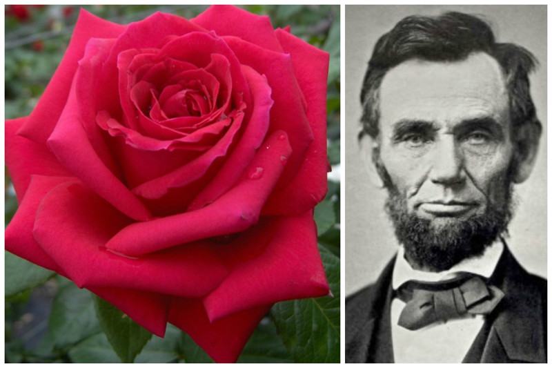 Роза Мистер Линкольн (Mister Lincoln). В честь Авраама Линкольна названа также оса.