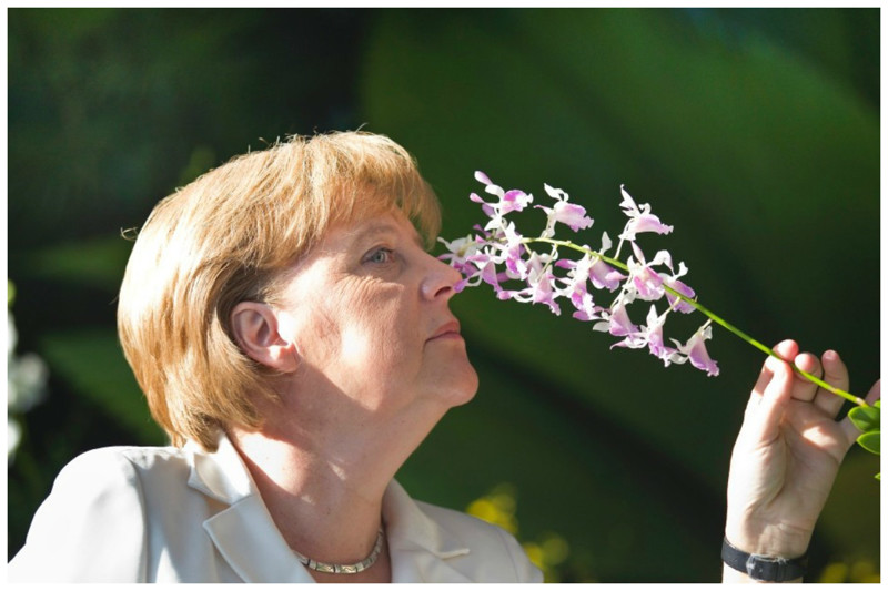 Именем канцлера Германии Ангелы Меркель названа орхидея (Dendrobium Angela Merkel) из Сингапура
