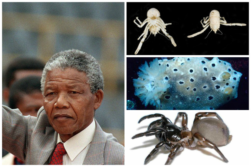 Нельсон Мандела рекордсмен по числу видов, названных в честь него. Здесь и пауки и ракообразные и моллюски и дятлы.