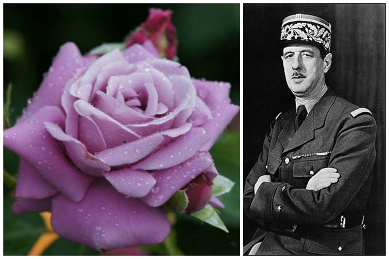   Еще одна роза -  Шарль де Голль. (Charles De Gaulle). Названа в честь французского государственного деятеля времен Второй мировой войны, ставшего символом Сопротивления. 