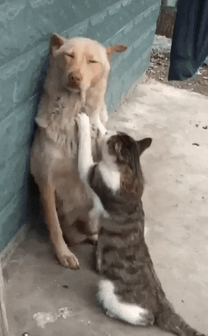 Когда твой друг кот