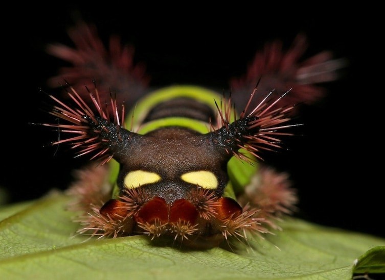 5. Красавица-седлистая гусеница. Её укус вызвает отёк, тошноту, сыпь, которые держатся несколько дней