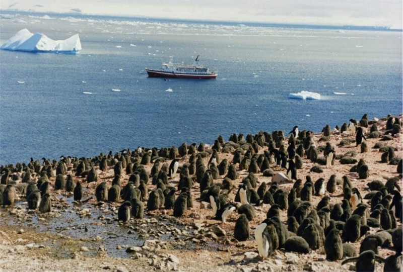 Тысячи пигнвинят в Антарктике погибли от голода