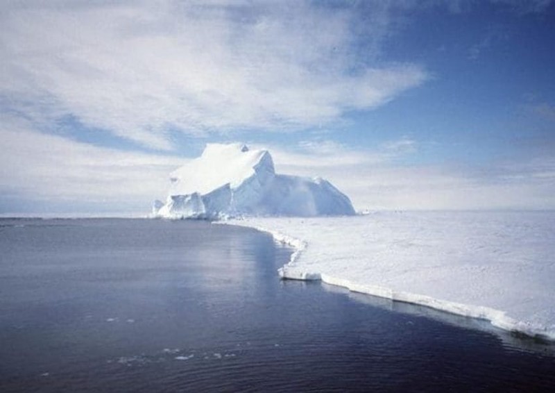 Тысячи пигнвинят в Антарктике погибли от голода