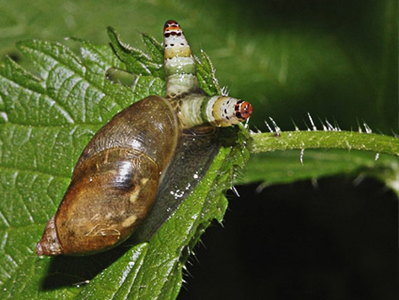 Leucochloridium paradoxum (Вид плоских червей)