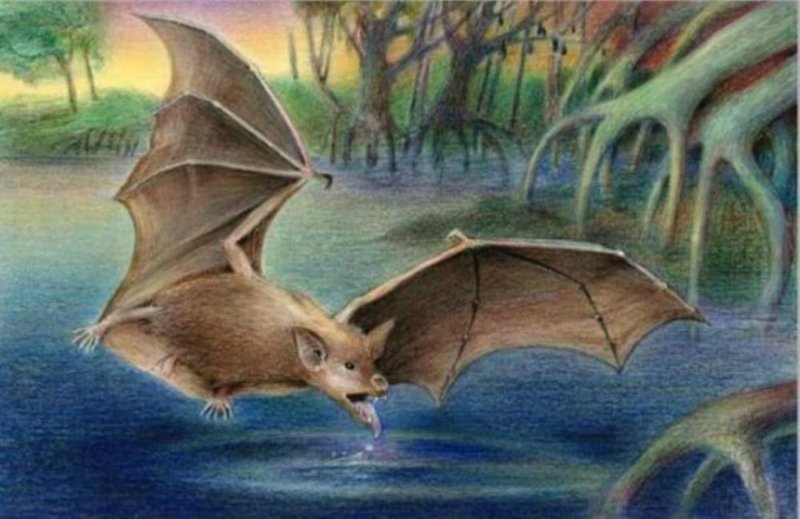 Шесть доисторических видов летучих мышей