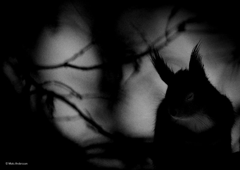"Зимний сон", Мэтс Андерссон, Швеция, финалист в категории "Черно-белая фотография"