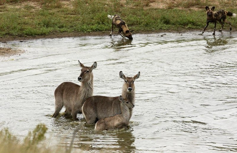 Жизнь-борьба: антилопы убежали от диких собак, избежали зубов голодного крокодила и злого гиппопотам