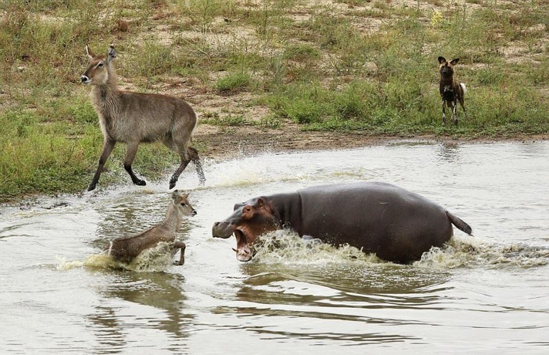 Жизнь-борьба: антилопы убежали от диких собак, избежали зубов голодного крокодила и злого гиппопотам
