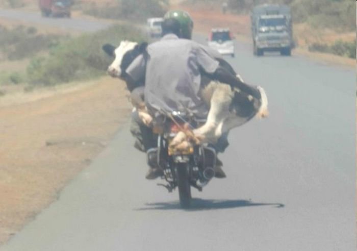 Кстати, вы знаете, что самые "выносливые" мотоциклы изготавливают специально для африканских стран