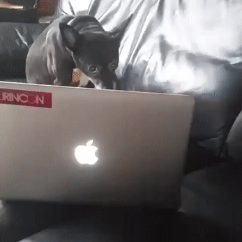 Прикольные гифки