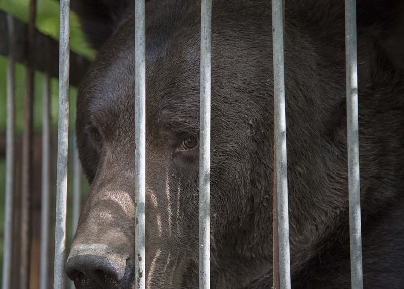 "Мы спасли Тайсона, но таких пленников еще слишком много. Обществу необходимо изменить отношение к медведям, чтобы закончились страдания этих невинных существ", - сказала Иоана Данглер, глава спасательной группы