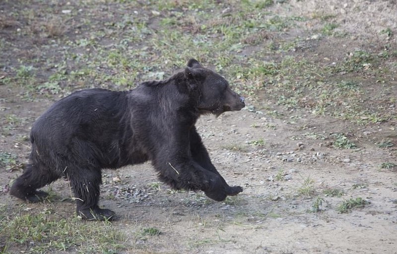 Счастливый впервые в жизни: в Украине освободили медведя, который 16 лет использовался для притравки