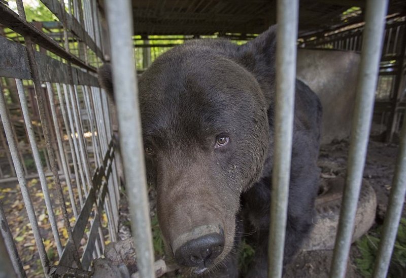 С 2001 года бурый медведь жил в клетке неподалеку от украинского города Ивано-Франковск 