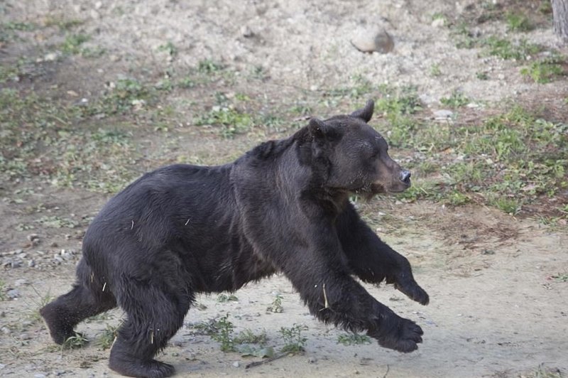 Новым домом для животного стал медвежий приют "Домажир" неподалеку от Львова 