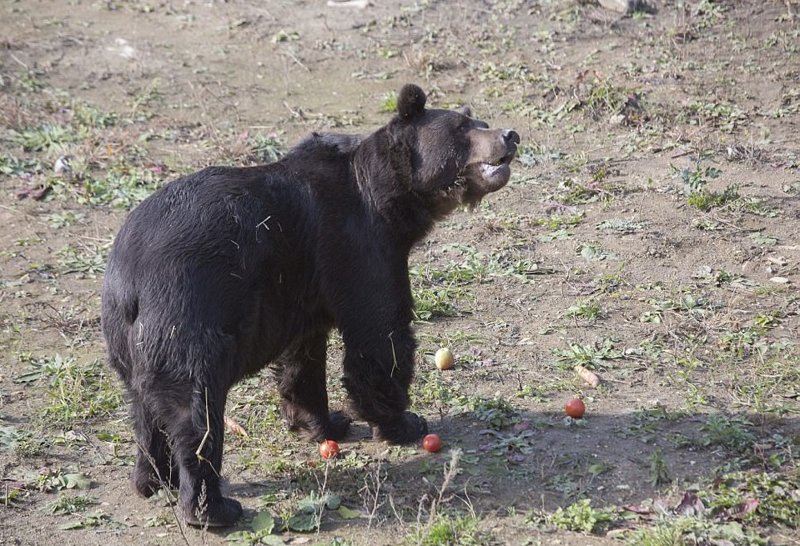Снова счастлив: медведь жует яблоки после освобождения 