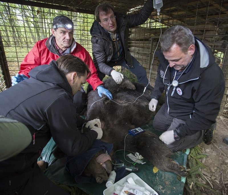 Счастливый впервые в жизни: в Украине освободили медведя, который 16 лет использовался для притравки