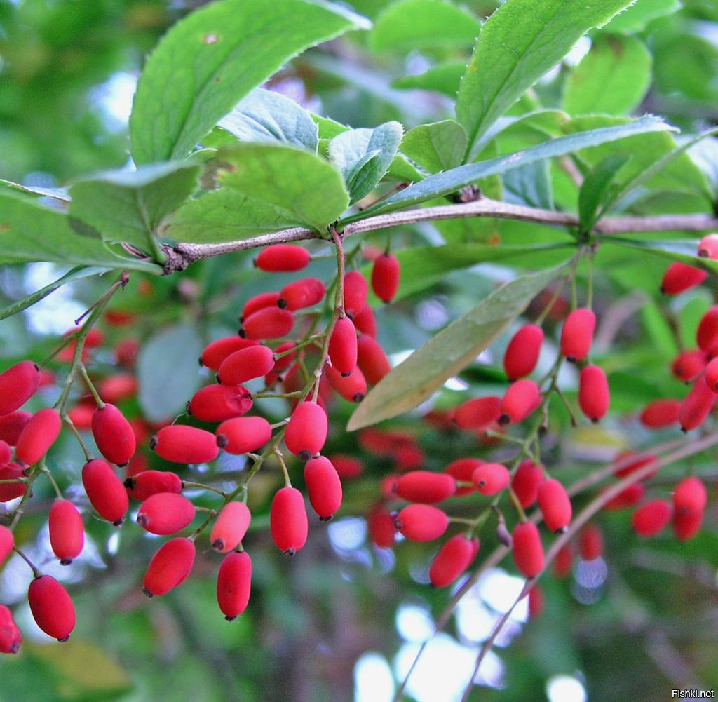 Песня алиса барбариса. Berberis 4k photo. Rote Beeren Truffle перевод.