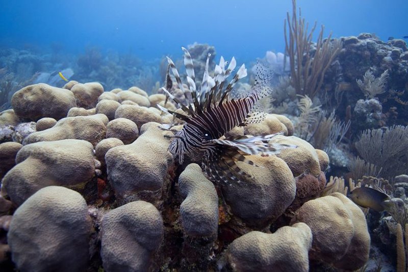 Искусственное морское чудовище спасает кораллы на Виргинских островах