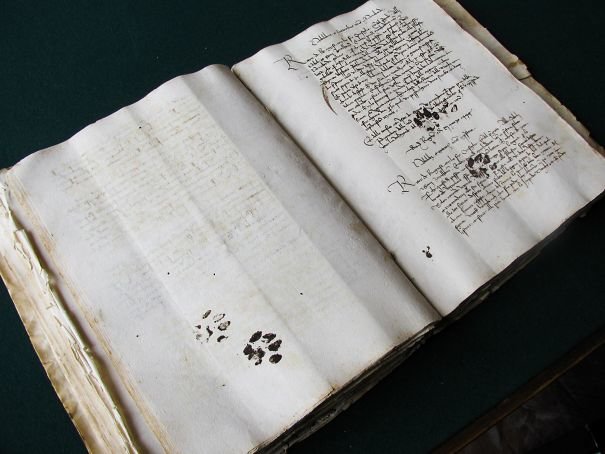 Коты всегда были наглецами: вот пример из исторической рукописи 15 века