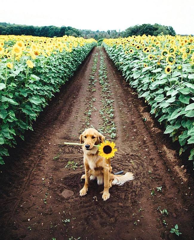 Просто не скучные картинки