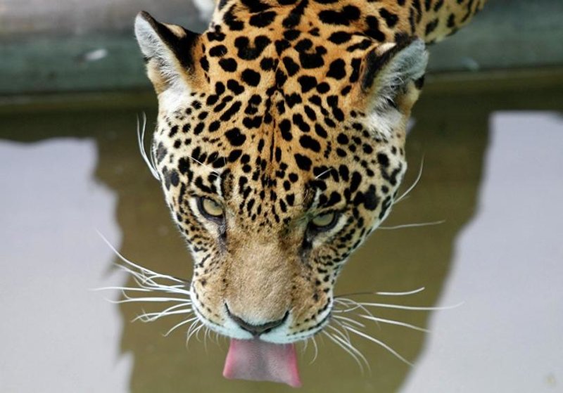 Ягуар пьет воду в зоопарке в Лиме