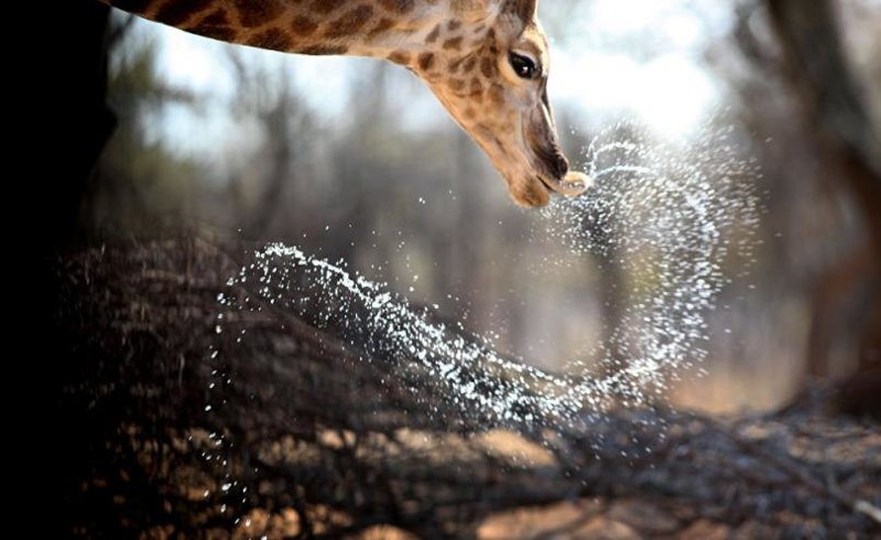 Жираф на водопое