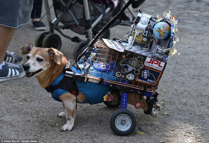 Этому жизнерадостному приятелю нарядили инвалидную коляску: теперь он космический пес!
