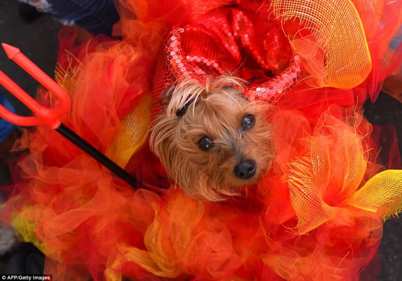 В Нью-Йорке прошел 27-ой костюмированный собачий парад: умилительное зрелище!