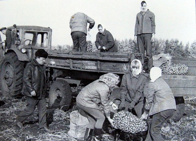 "Картошка", "колхоз", овощебазы и другие сельскохозяйственные развлечения эпохи СССР