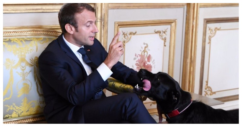 Пёс президента Франции помочился в камин Елисейского дворца прямо во время заседания