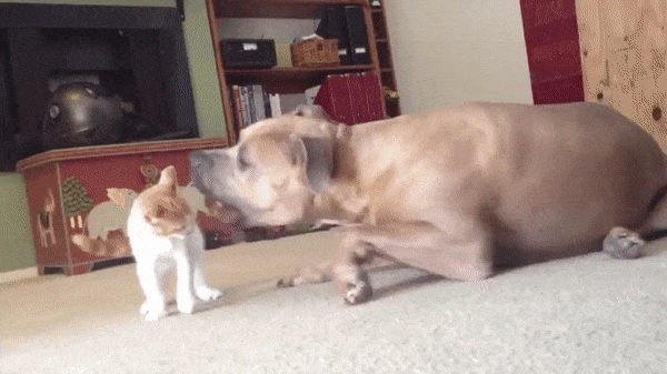 Сдался без боя