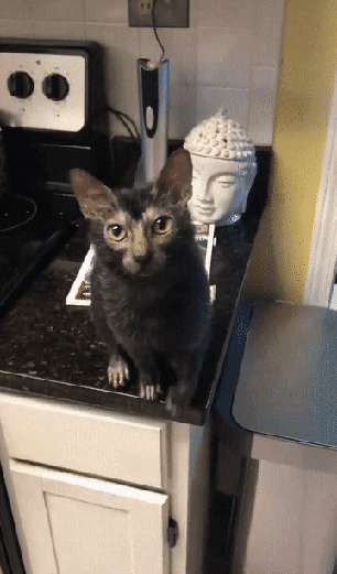 То ли кот, то ли большая крыса