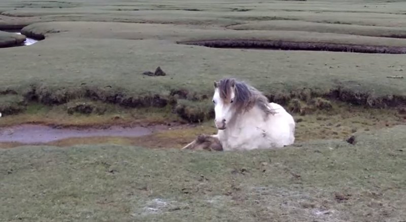 Двое мужчин спасли несчастную дикую лошадь, запутавшуюся в собственной гриве