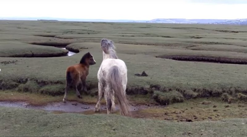 Двое мужчин спасли несчастную дикую лошадь, запутавшуюся в собственной гриве