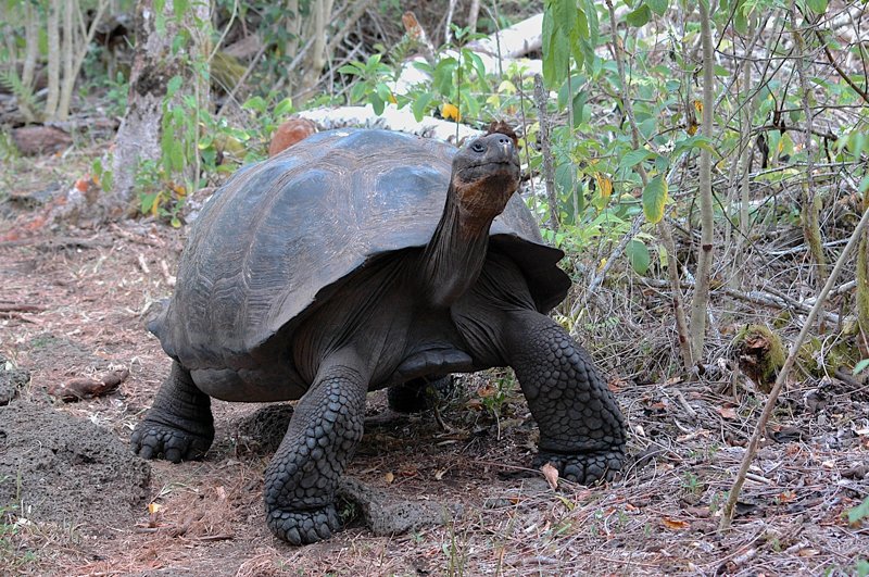 Слоновая галапагосская черепаха — один из самых редких видов на планете Земля.