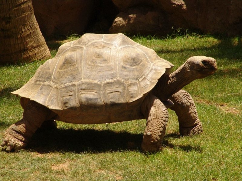 Галапагосская или слоновая черепаха (лат. Chelonoidis elephantopus)