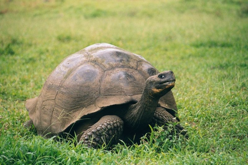 Галапагосская или слоновая черепаха (лат. Chelonoidis elephantopus)